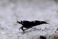 <i>Caridina cf. cantonensis</i> var. King Kong