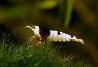 <i>Caridina cf. cantonensis</i>  var. Crystal black