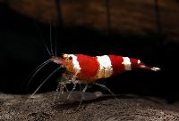 <i>Caridina cf. cantonensis</i> var. Crystal red