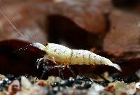 <i>Caridina cf. cantonensis</i> var. Golden bee