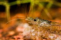 <i>Caridina multidentata</i>