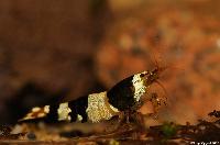 <i>Caridina</i> cf. <i>cantonensis</i> var. Crystal black