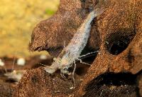 <i>Caridina typus</i>