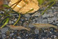 <i>Caridina cf. babaulti</i> var. Green