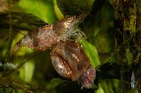 <i>Caridina cf. breviata</i>