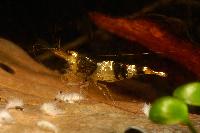 <i>Caridina</i> cf. <i>cantonensis</i> var. Crystal black