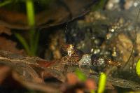 <i>Caridina</i> cf. <i>cantonensis</i> var. Crystal black