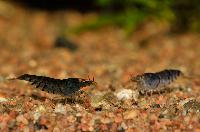 Caridina cf. cantonensis</i> var. deep blue tiger