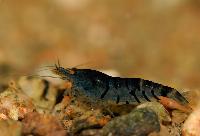 <i>Caridina cf. cantonensis</i> var. blue tiger