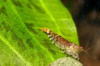 <i>Caridina cf. cantonensis</i> var. tiger