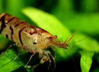 <i>Caridina cf. cantonensis</i> var. tiger