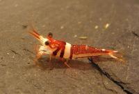 <i>Caridina cf. spongicola</i>