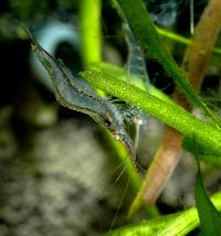 <i>Caridina gracilirostris</i>