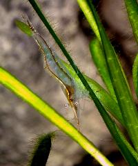 <i>Caridina gracilirostris</i>