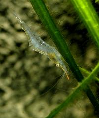 <i>Caridina gracilirostris</i>