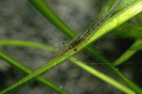 <i>Caridina gracilirostris</i>