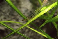 <i>Caridina gracilirostris</i>