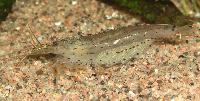 <i>Caridina multidentata</i>