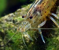 <i>Caridina multidentata</i>