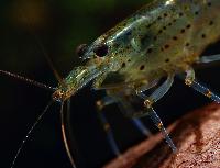 <i>Caridina multidentata</i>