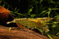 <i>Caridina</i> sp. 'burma'