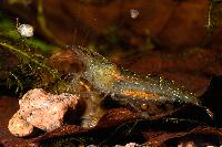 <i>Caridina</i> sp. 'burma'