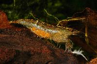 <i>Caridina</i> sp. 'burma'