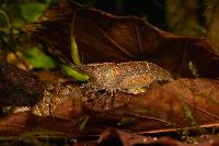 <i>Caridina</i> sp. 'burma'