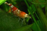 <i>Caridina</i> cf. <i>cantonensis</i> var. Crystal red