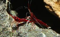 <i>Caridina</i> sp. 'kardinal'