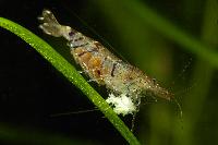 <i>Caridina cf. cantonensis</i> var. tiger