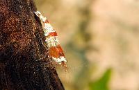 <i>Caridina</i> cf. <i>cantonensis</i> var. Crystal red