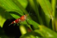 <i>Caridina</i> cf. <i>cantonensis</i> var. Crystal red