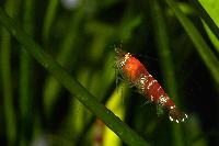 <i>Caridina</i> cf. <i>cantonensis</i> var. Crystal red