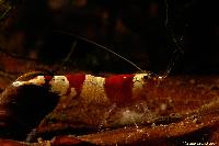 <i>Caridina</i> cf. <i>cantonensis</i> var. Crystal red