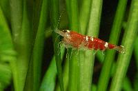 <i>Caridina</i> cf. <i>cantonensis</i> var. Crystal red