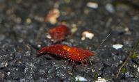 <i>Neocaridina heteropoda</i> var. red