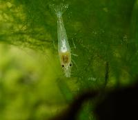 <i>Neocaridina cf. zhangiiajiensis</i> var. white