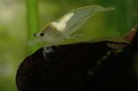 <i>Neocaridina cf. zhangiiajiensis</i> var. white