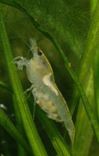 <i>Neocaridina cf. zhangiiajiensis</i> var. white