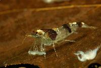 <i>Caridina cf. cantonensis</i> var. new bee