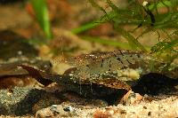 <i>Caridina cf. cantonensis</i> var. tiger