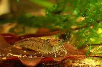 <i>Caridina cf. cantonensis</i> var. tiger