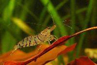 <i>Caridina cf. cantonensis</i> var. tiger