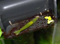 <i>Caridina cf. babaulti</i> var. green