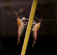 <i>Neocaridina heteropoda</i> var. red