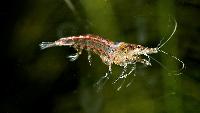 <i>Neocaridina heteropoda</i> var. red