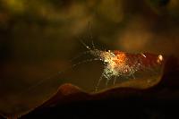 <i>Caridina</i> cf. <i>cantonensis</i> var. Crystal red