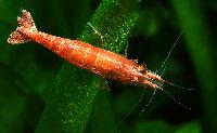 <i>Neocaridina heteropoda</i> var. red