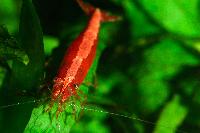 <i>Neocaridina heteropoda</i> var. red